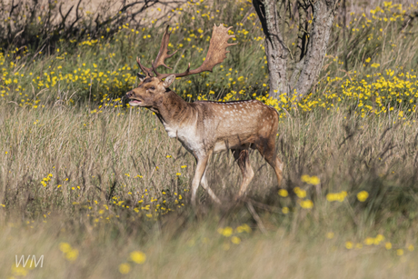 Bronsttijd Damhert