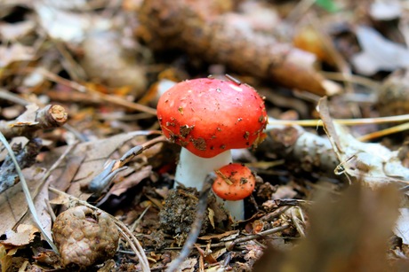 Rode paddenstoelen