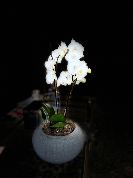 Orchidee 
