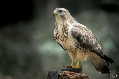 Buizerd 