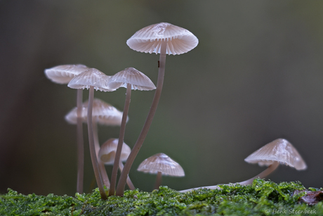 Sierlijk groepje paddenstoelen