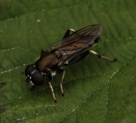 Gewone Rode Bladloper.