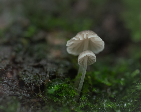 Mini-paddenstoeltjes