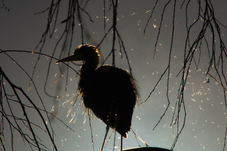 Reiger