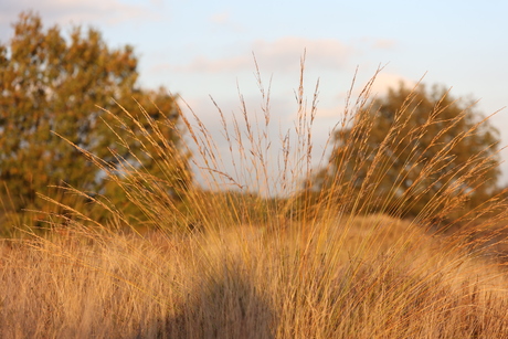 herfstgroet uit Son