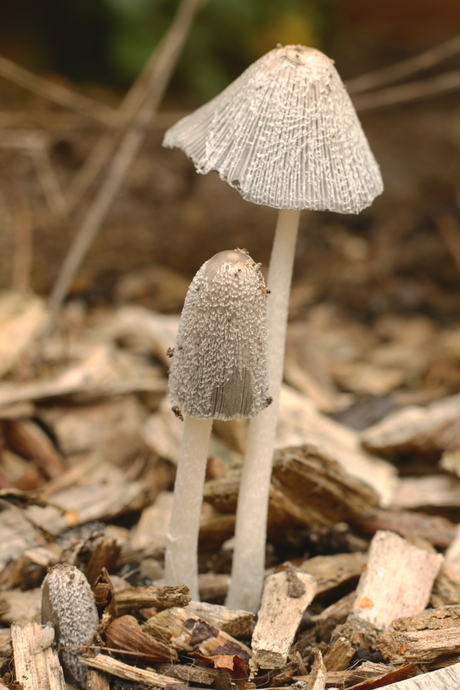 Paddestoelen in de achtertuin