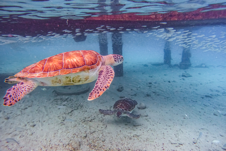 Zee schildpadden op Curaçao