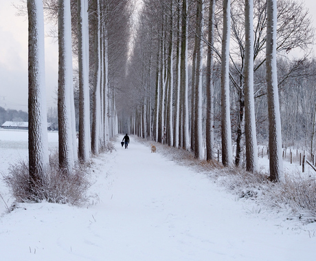 Winter man laat  zijn hond uit.