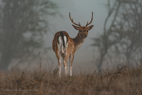 Hert in de Waterleidingduinen