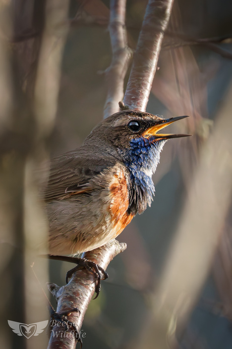 Blauwborst