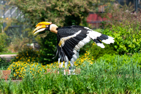 Dubbele Neushoornvogel