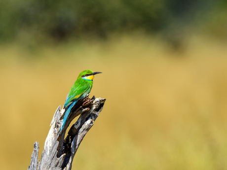 Bee-eater