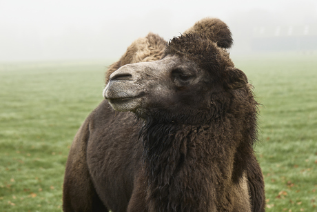 Nog 1 keer de hollandse Kameel
