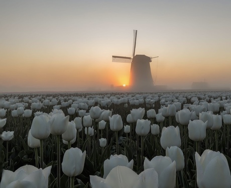 Wit tulpenveld bij zonsopkomst 