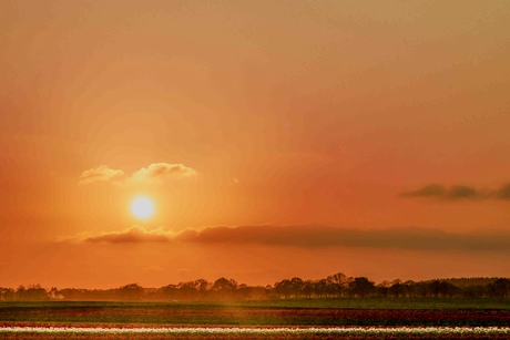 Tulpen veld in zonsondergang.