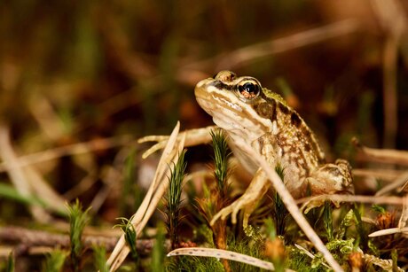 Groene kikker