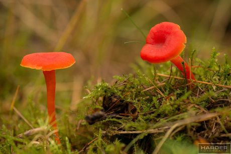 Rode paddenstoeltjes