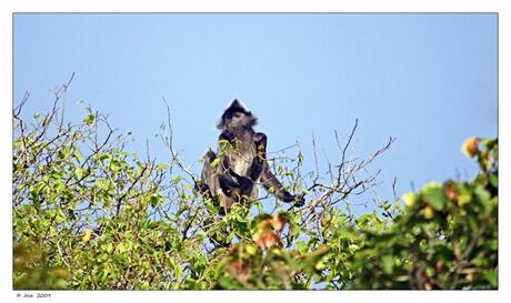 Silver leaf monkey