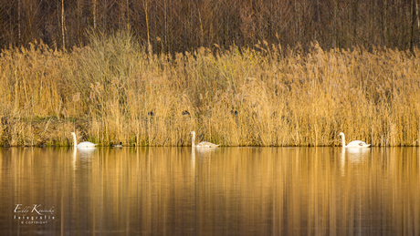 Het zwanenmeer