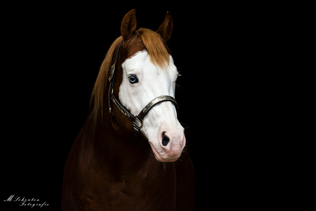 Blackfoto paardenportret
