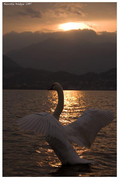 Swan at Nightfall