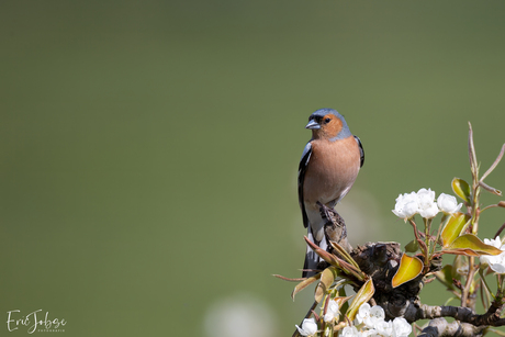 Vink man op bloesem