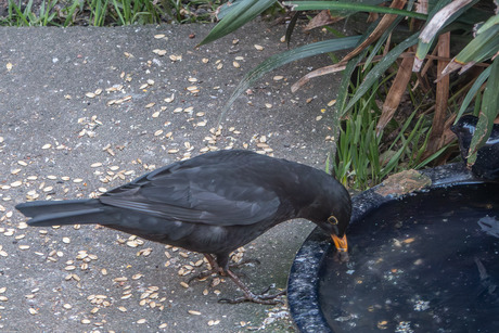 Nu alles wegspoelen ---