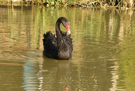 zwarte zwaan 