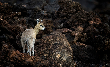 Klipspringer - Tsavo-West - Kenia