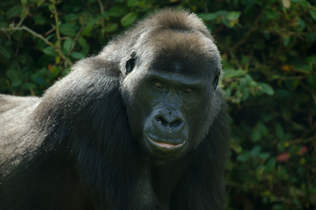 Kerchak