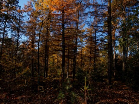 Herfstwandeling