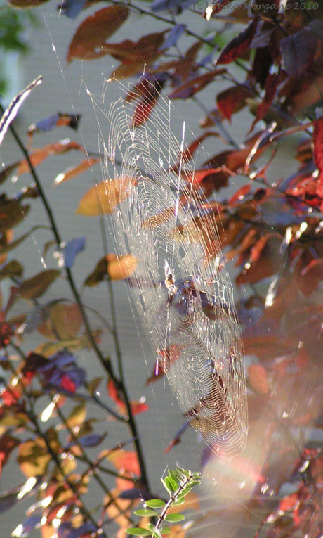Prachtig spinnenweb