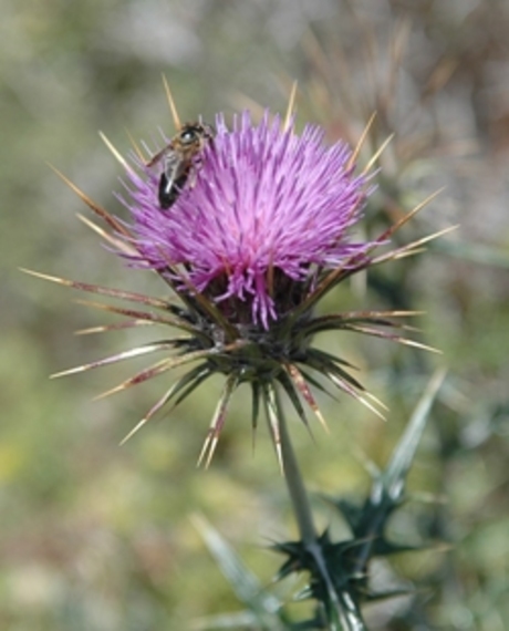 Bij op distel