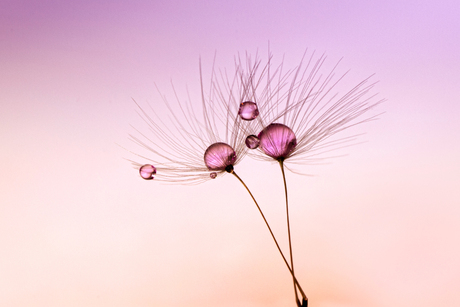 Dandelion seeds with water droplets