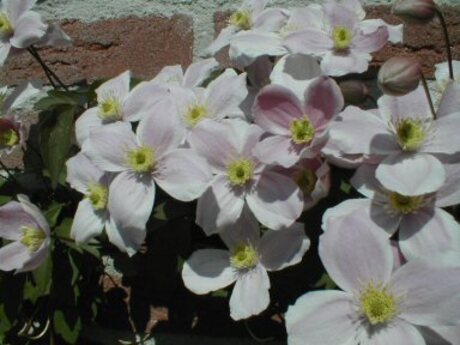 Clematis