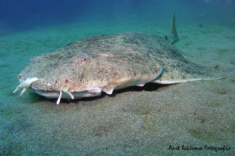 Wow Angel Shark