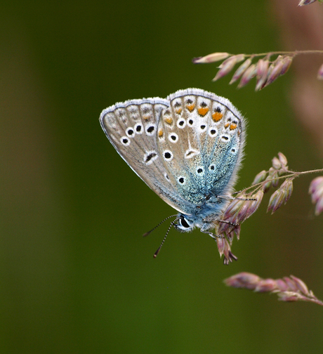 Icarus Blauw