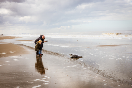 Zeehond zwemt naar kust