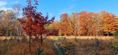 Herfstkleuren 