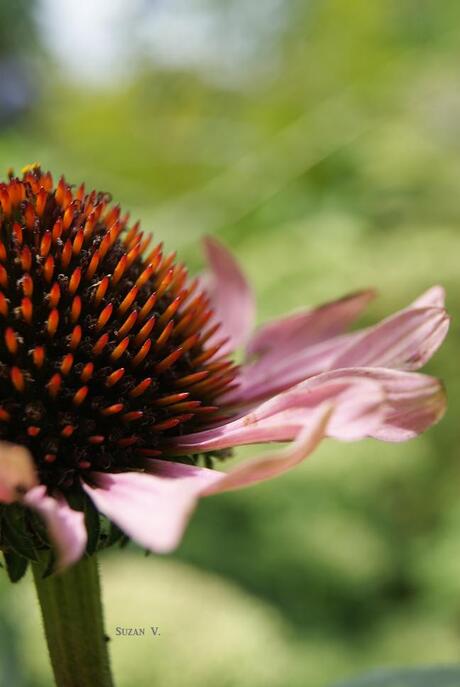 Echinacea