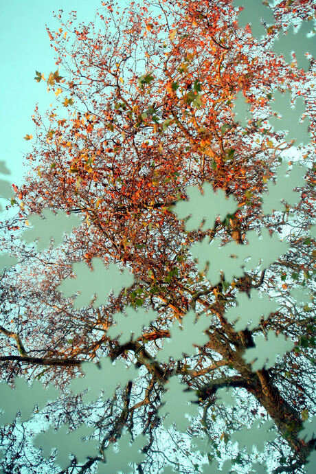 Autumntree