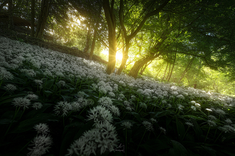 Flower Carpet