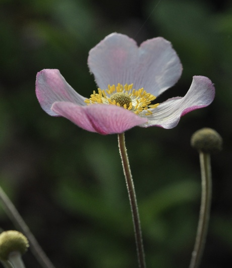 In de tuin 2