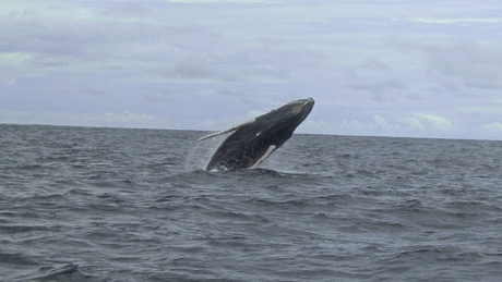 Humpback whale (Costa Rica)