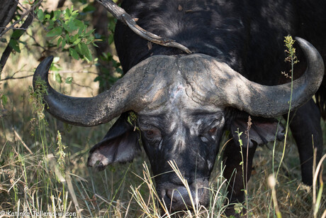 Waterbuffel