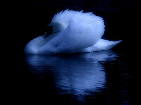 Swan by 'night'