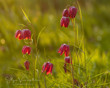 Kievitsbloemen in avondzonnetje