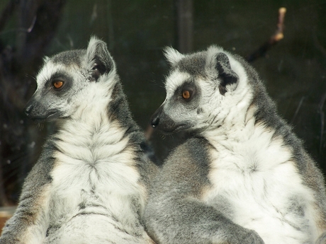 Ringstaartmaki Duisburg Zoo