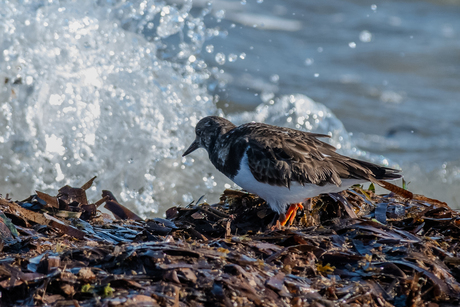 watching the tide
