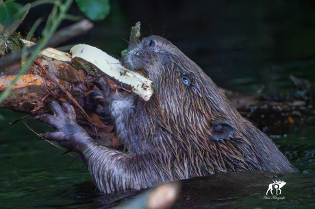 Bever aan het eten